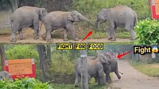 24 January 2026 #assam #animals #wildlife 