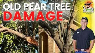 HOW TO AVOID (MANAGE) (PEAR) TREE DAMAGE