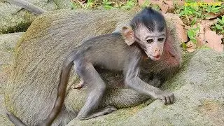 Popeye comfort baby Daniela while Daniela cry call mum, Monkey Popeye and Daniela | Angkor Nature