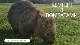 Долина Кенгуру, кемпінг з вомбатами