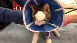 Joaquin the Kitten's Post-Surgery Check In with Veterinary Technician Melina Video