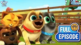 Mission finding the pumpkin king's crown! | Puppy dog pals | Season 5 Episode 7 | @disneyindia
