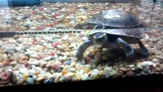 Dribble's new terrarium