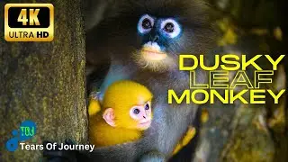 Dusky Leaf Monkey: Exploring the Enchanting World of Primate Elegance