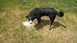 My Dog Eats Popcorn for 2 Minutes! - ASMR