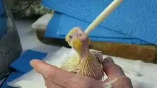 Baby Acey Getting Fed