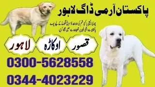 Pakistani Army dog ! Army dog center Lahore! 03005628558