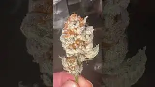 8 day dry, kings juice trim day.