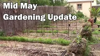 Mid May Gardening Update - We Have A Lot Growing On - ASMR