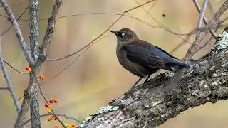 Часть 1 до Wildwood Park V4