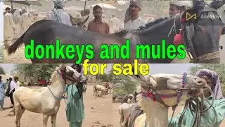 pakistans best donkeys and mules in this market /اس بازار میں پاکستان کے بہترین گدھے اور خچر ہیں۔
