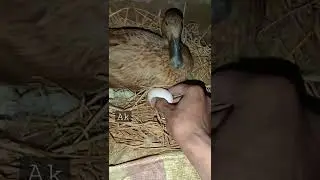 Hatching duck kick out one of her egg from nest