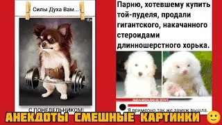 Парню, хотевшему купить той-пуделя, продали гигантского, накачанного  длинношерстного хорька.🤣