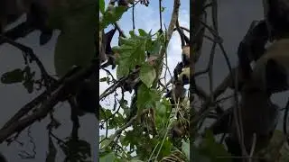 Bat island in Africa #africa #wildlife #bats