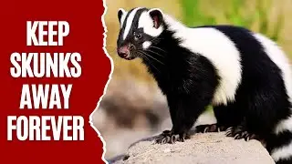 How to Deter Skunks from Your Yard Without Harm