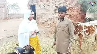#funny // Chal baaz urat // very funny video #chamramoortv2 
