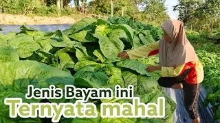 Budidaya Bayam Potong||Sekali Tanam Panen Berkali kali|| Omset Jutaan Rupiah