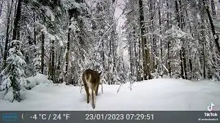 High quality video, shot by GardePro trail camera #gardepro #trailcam #wildlife #trailcamera #deer