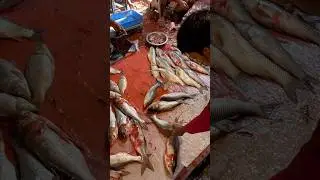 rohu fish cuting || izrail #video #trap #shorts #viralvideo #shortvideo