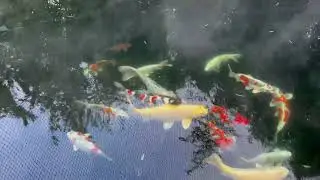 Steaming Koi Pond!