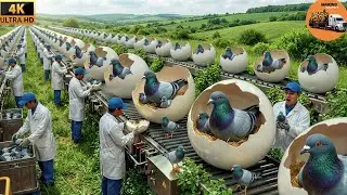 Inside an Pigeon Factory: Cracking 3.6 Million Eggs a Day (Full Process)