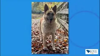 FOX 24 News Now Pet of the Week
