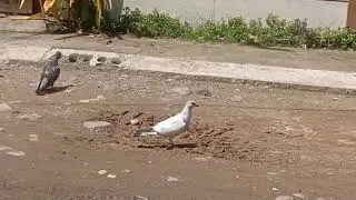 FREINDLY BIRDS #dove