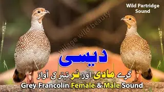 Desi Grey Teetar Sound | Grey Francolin Female Voice | Partridge Female and Male Voice