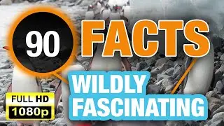 90 Random Facts That Will Prove How Crazy the World Can Be!