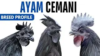 Ayam Cemani Chicken Breed Profile History Health Issues - Ayam Cemani Chicken Egg Ratio Lifespan