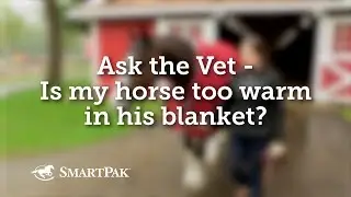 Ask the Vet - Is my horse too warm in his blanket?