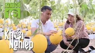 Chi hàng tỷ đồng trồng dưa kim hoàng hậu trong nhà lưới | Khởi nghiệp 679 | VTC16