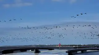 Bird migration, lower cape fear river, Ferry from Fort Fisher to Southport