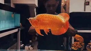 Super Rare Red Arowana Fish Showcase - Beautiful Arowana Fish in the World