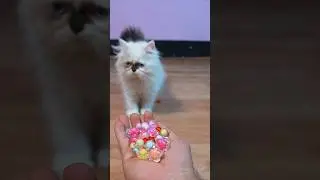 Kitten meowing 😻 | Cat Barsik 🌈 🎊 Reverse video | Cat voice | Cat video | Cat sound | Persian cat