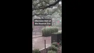 Rain at the Houston Zoo