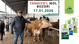 17.01.2026 Yangiyo'l Mol Bozori - Narxlar Baland! Buqa va buzoqlar