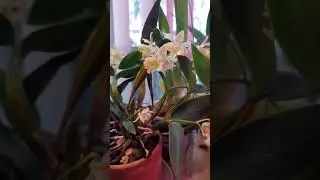 #Dendrobium_Micro_Chip(aberrans&times;normanbyense)#стадии_развития и цветение #дендробиум#МикроЧип
