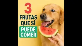 3 Frutas que S&iacute; Puede Comer Tu Perro 🐶 Snacks Naturales y Saludables para el Verano