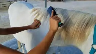 DIY Horse Care Guide