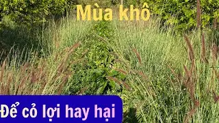 Lợi &iacute;ch tuyệt vời của cỏ trong m&ugrave;a kh&ocirc;. #caphe #saurieng #nongnghiep 