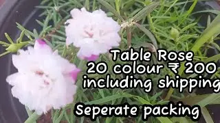 Table rose sale 4 April