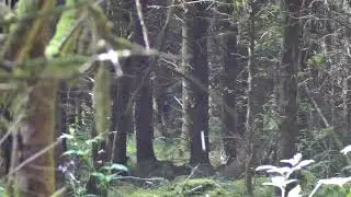 Airsoft Sniper at Absolute Airsoft Cork