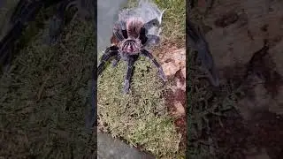 beautiful colours on this male Colombian Lesser Black Tarantula