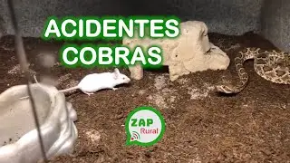 ACIDENTES COM COBRAS