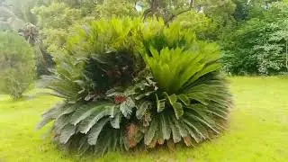 Nature View 🪴