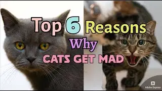 Top 6 Reasons Why Cats Get Mad