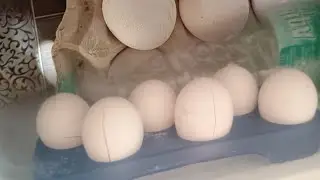Can #eggs be Frozen #youtubeshorts 