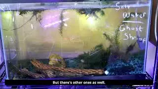 STEM Observation of Ghost Shrimp in Saltwater | Fun & Educational Learning