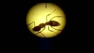 Antstudy